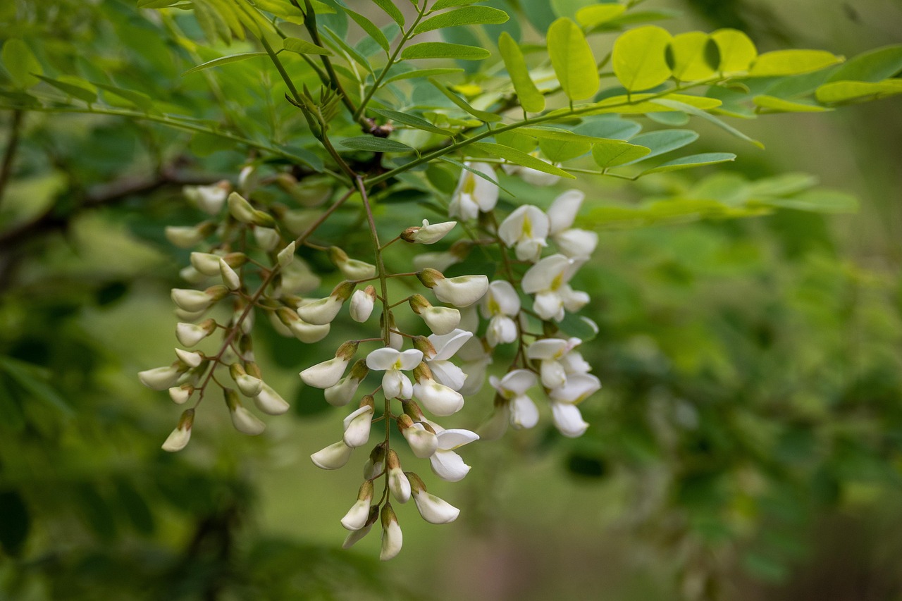 acacia tree flower wallpaper beautiful flowers acacia blossoms acacia flowers white flowers flower background flowers tree nature