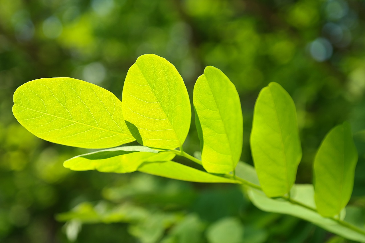 leaves branch tree leaf veins deciduous tree black locust false acacia robinia pseudoacacia foliage greenery plant flora nature closeup black locust greenery greenery greenery greenery greenery