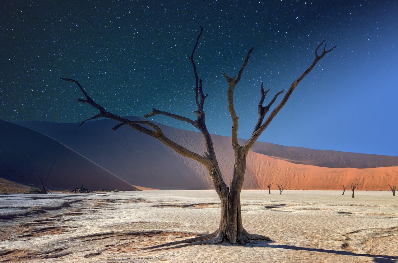 namibia deadvlei panorama acacia landscape africa tree dune sand desert nature dry travel day night namibia namibia africa africa africa desert desert desert desert desert