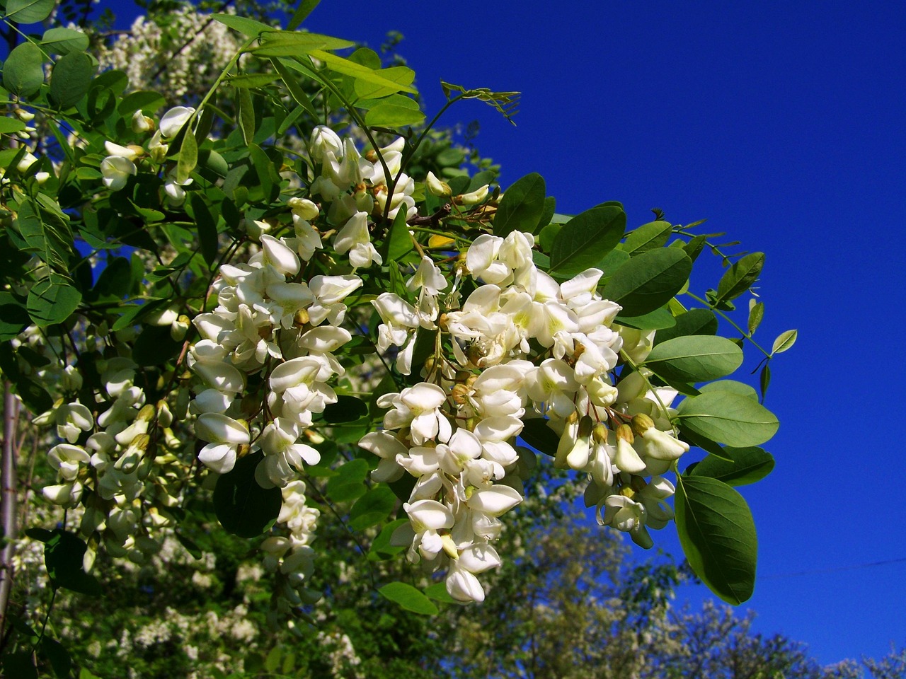 flowering acacia tree white acacia nature spring