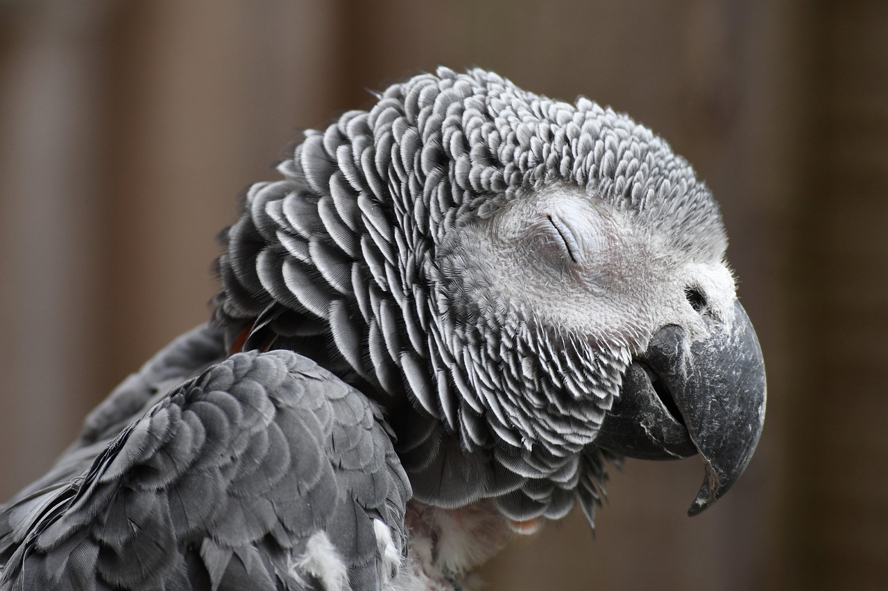 parrot african grey parrot nature bird avian wildlife parrot parrot parrot parrot parrot nature bird