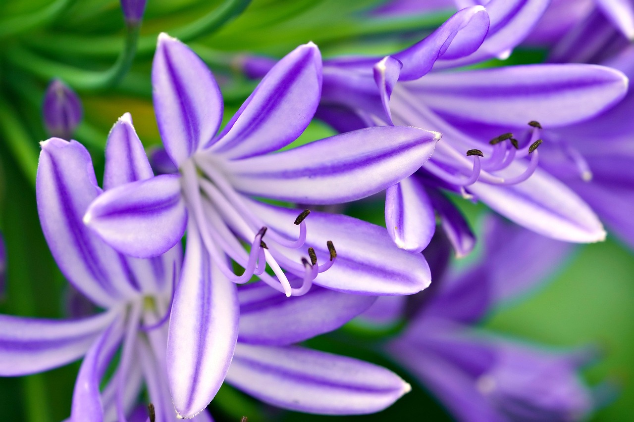 african lily flower background beautiful flowers flowers purple flowers garden flower wallpaper nature flora close up
