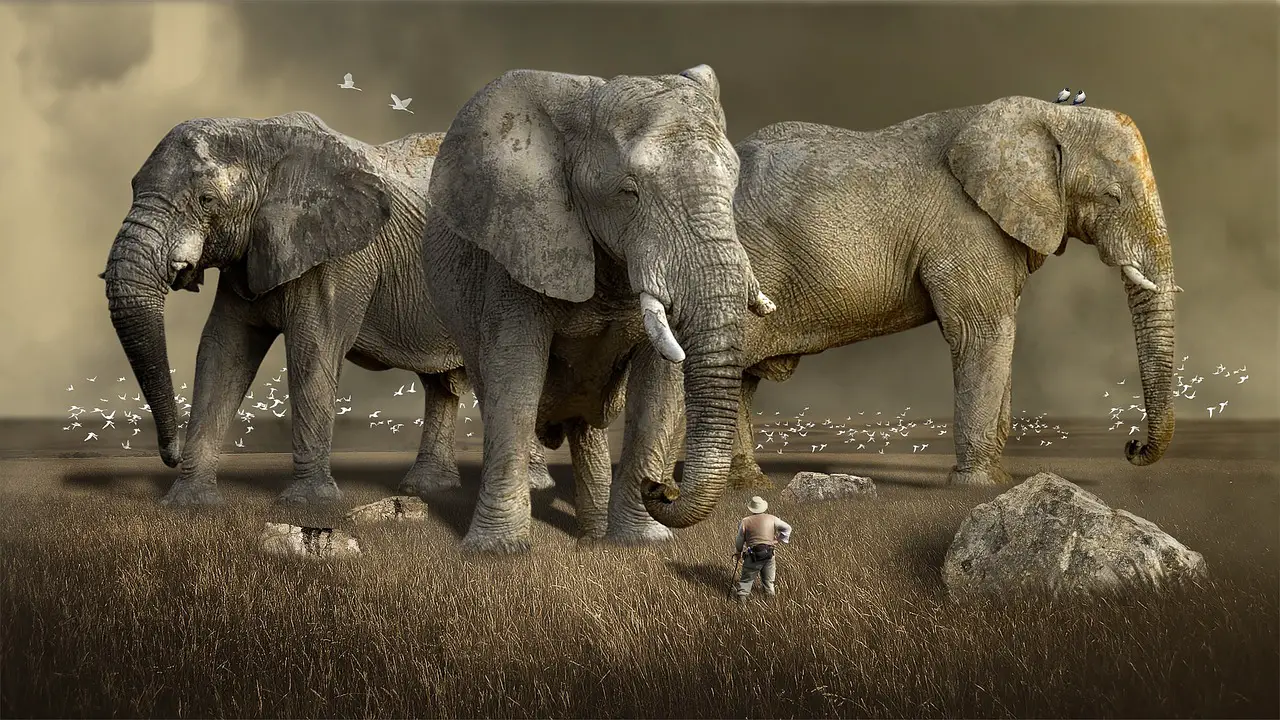 mammal elephant wildlife animal nature wild africa safari wilderness landscape grass herbivore tusks explorer man environment big huge gigantic dream brown nature brown animals brown landscape brown grass brown dream brown natural elephant elephant elephant elephant elephant