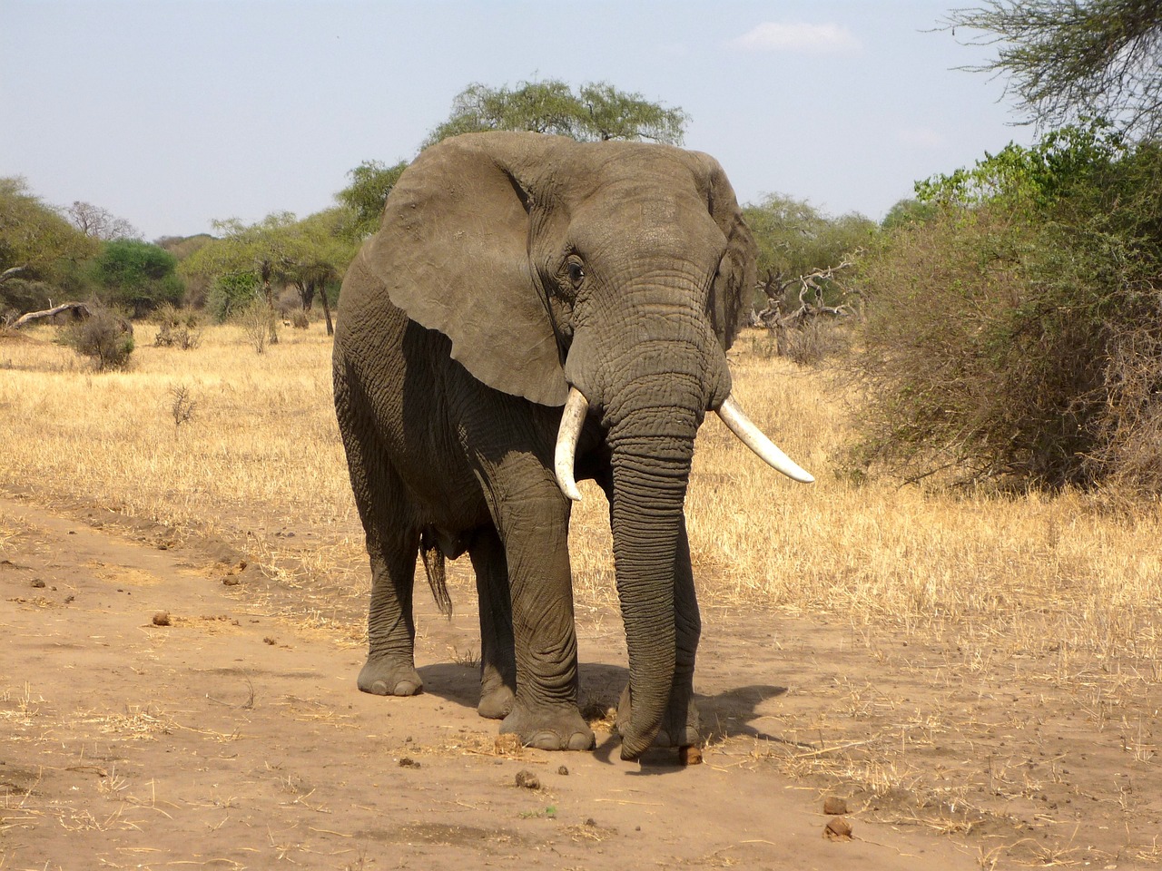elephant animal safari nature mammal wild animal tusks trunk african bush elephant african savanna elephant wildlife fauna wilderness savannah national park africa