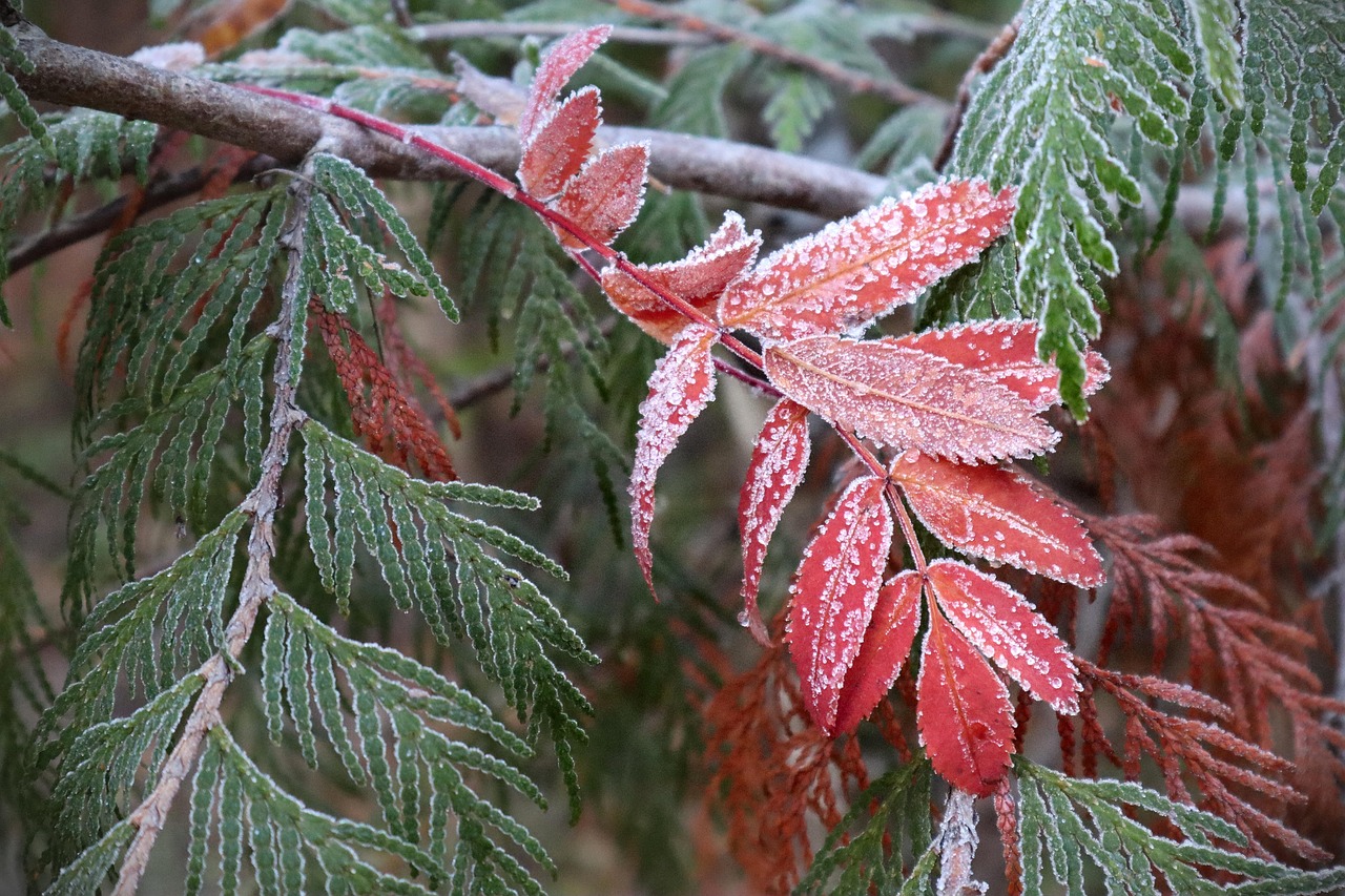 frost nature leaves tree autumn fall ash forest foliage frost frost frost frost frost autumn autumn autumn autumn fall fall forest