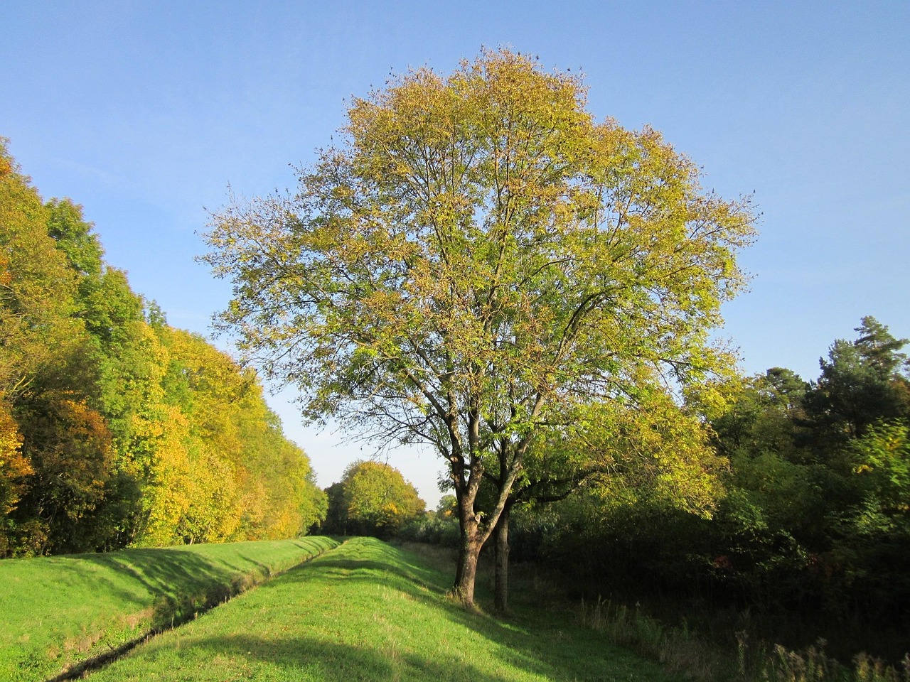 fraxinus excelsior ash nature european ash common ash tree flora plant species foliage