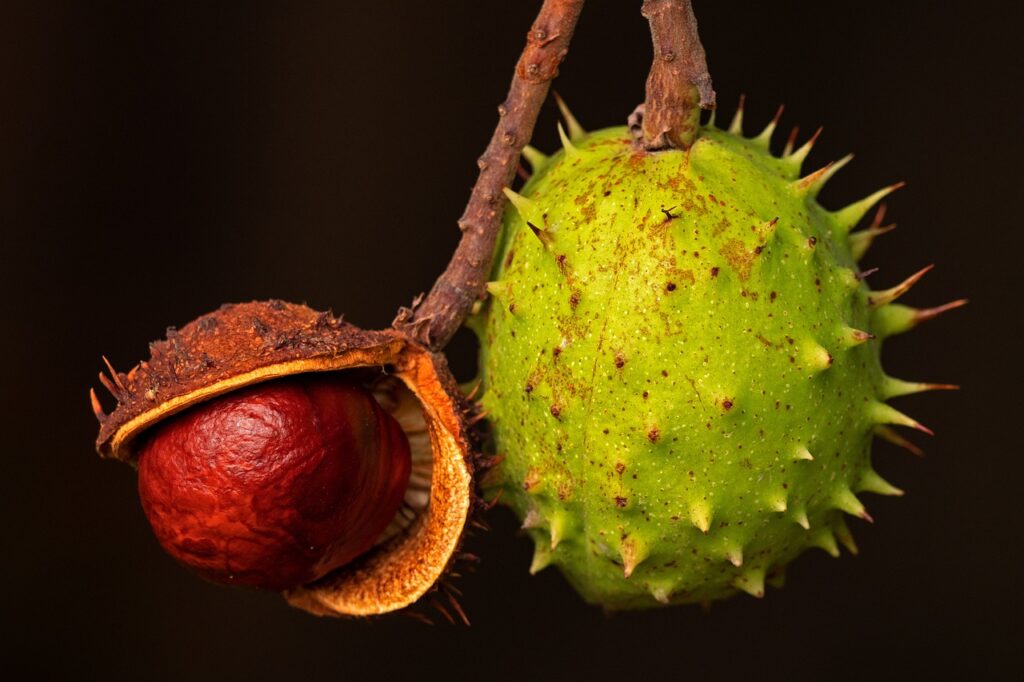 Chestnut Tree Growth Rate and Nut Yield Potential