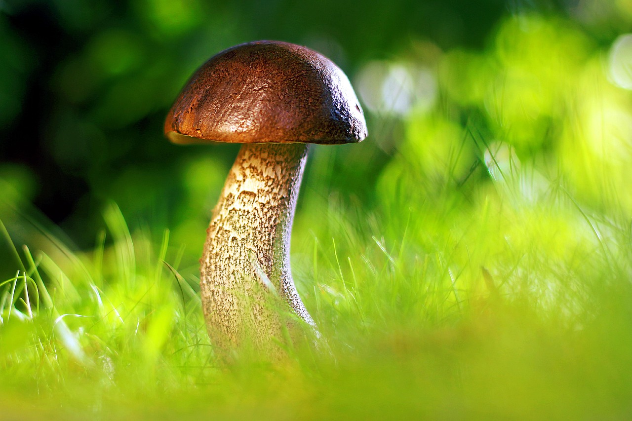 mushroom autumn growth edible forest nature macro birch mushroom