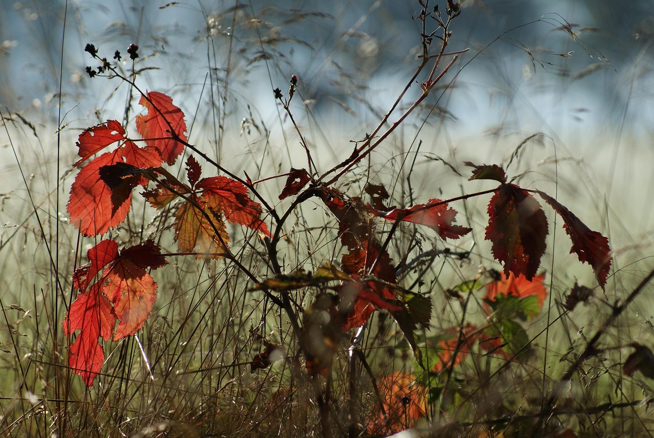 fall tree smaller tree nature beech sucker red glade meadow golden autumn multicoloured coloured fall fall fall fall fall red