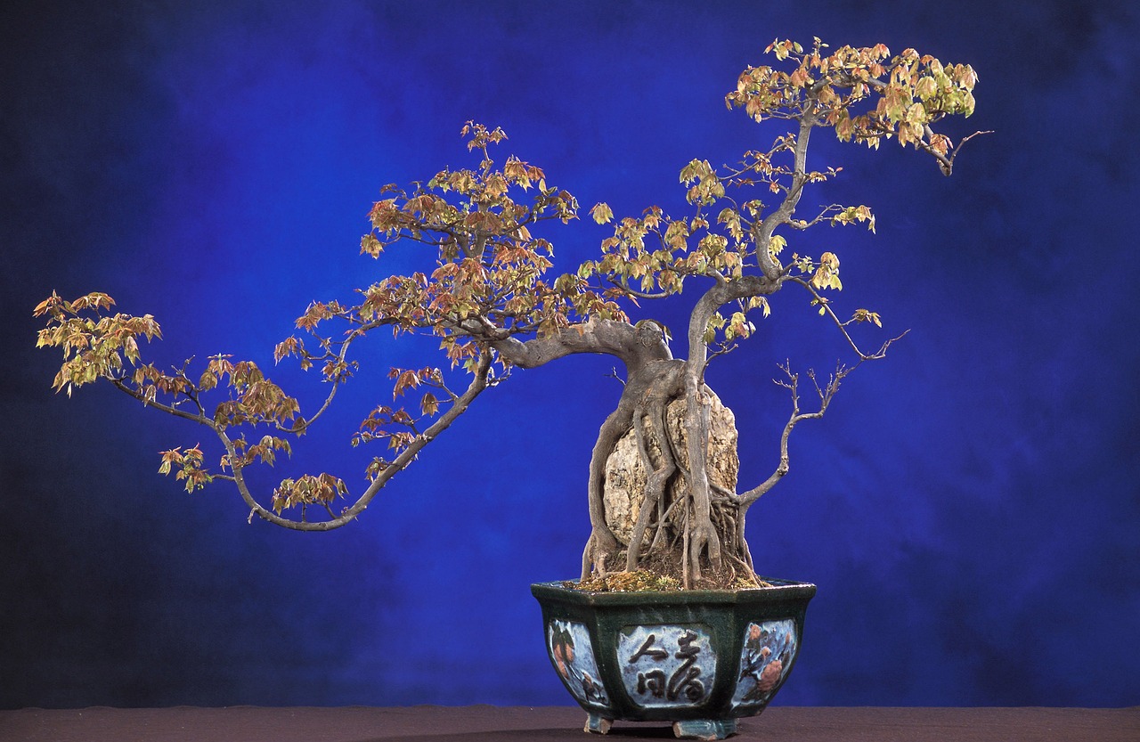 bonsai nature acer buergerianum bonsai tree tree ornamental plant potted plant