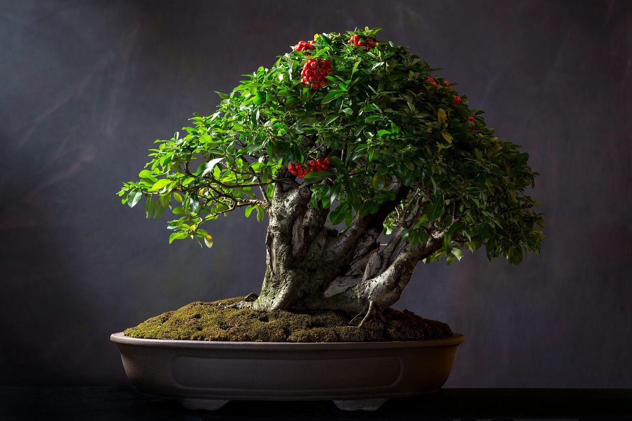 bonsai plant pot nature tree leaves bonsai tree decorative