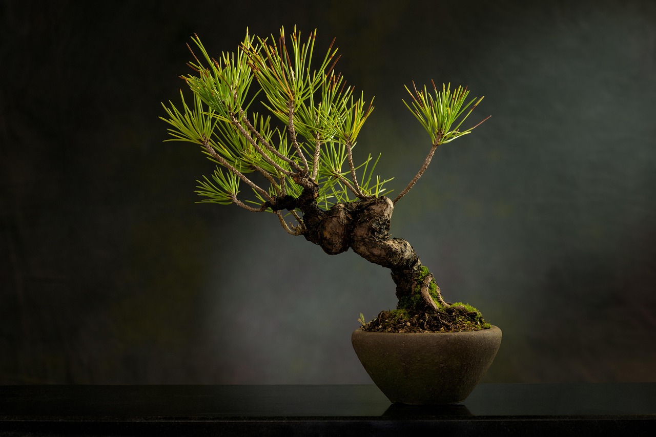 bonsai plant pot tree nature leaves bonsai tree decorative