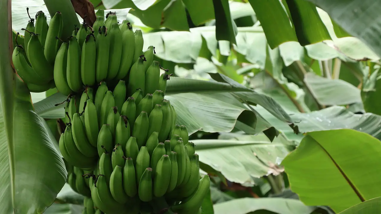 banana tree banana cultivation agriculture banana plantation banana tree banana tree banana tree banana tree banana tree banana plantation banana plantation banana plantation