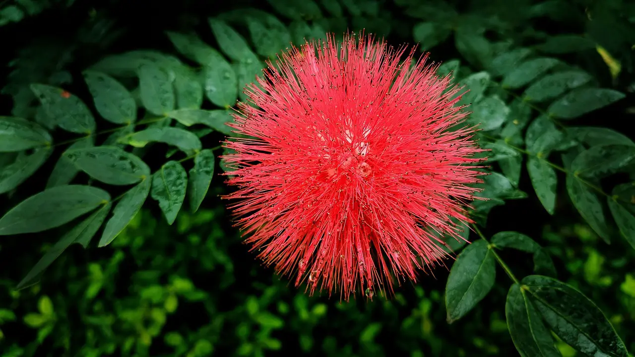 bottlebrush red flower callistemon nature garden bottlebrush bottlebrush bottlebrush bottlebrush bottlebrush callistemon