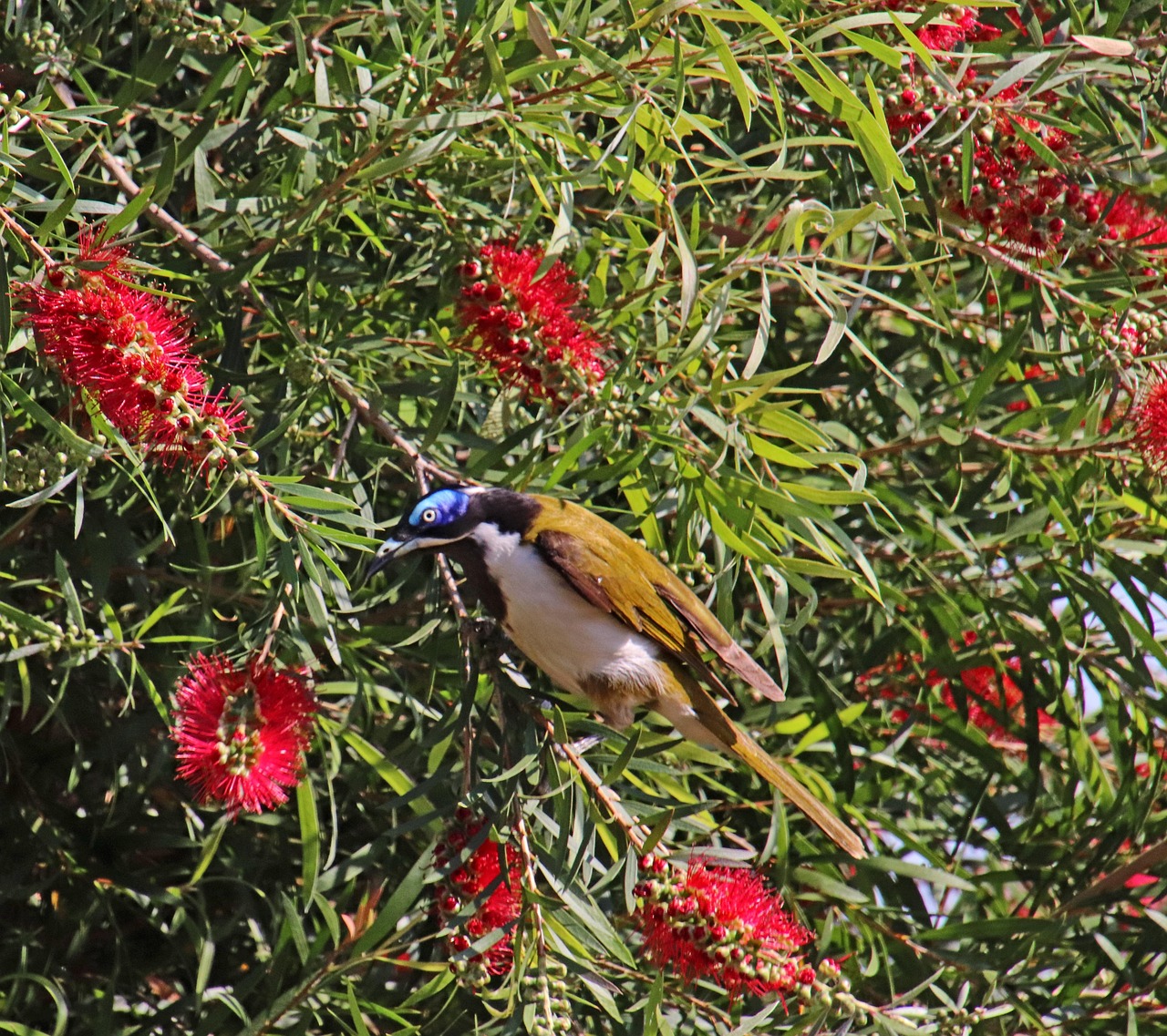 bird blue faced honeyeater australian wildlife bottlebrush tree garden nature bottlebrush bottlebrush bottlebrush bottlebrush bottlebrush
