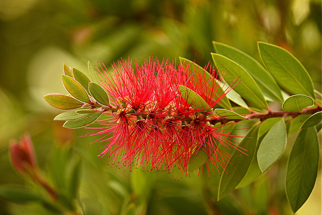 bottlebrush flower shrub plant callistemon nature bloom garden summer