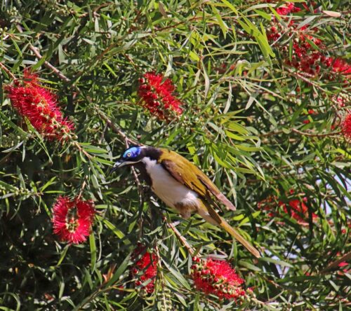 Bottlebrush Tree Growth Rate and Flowering Patterns