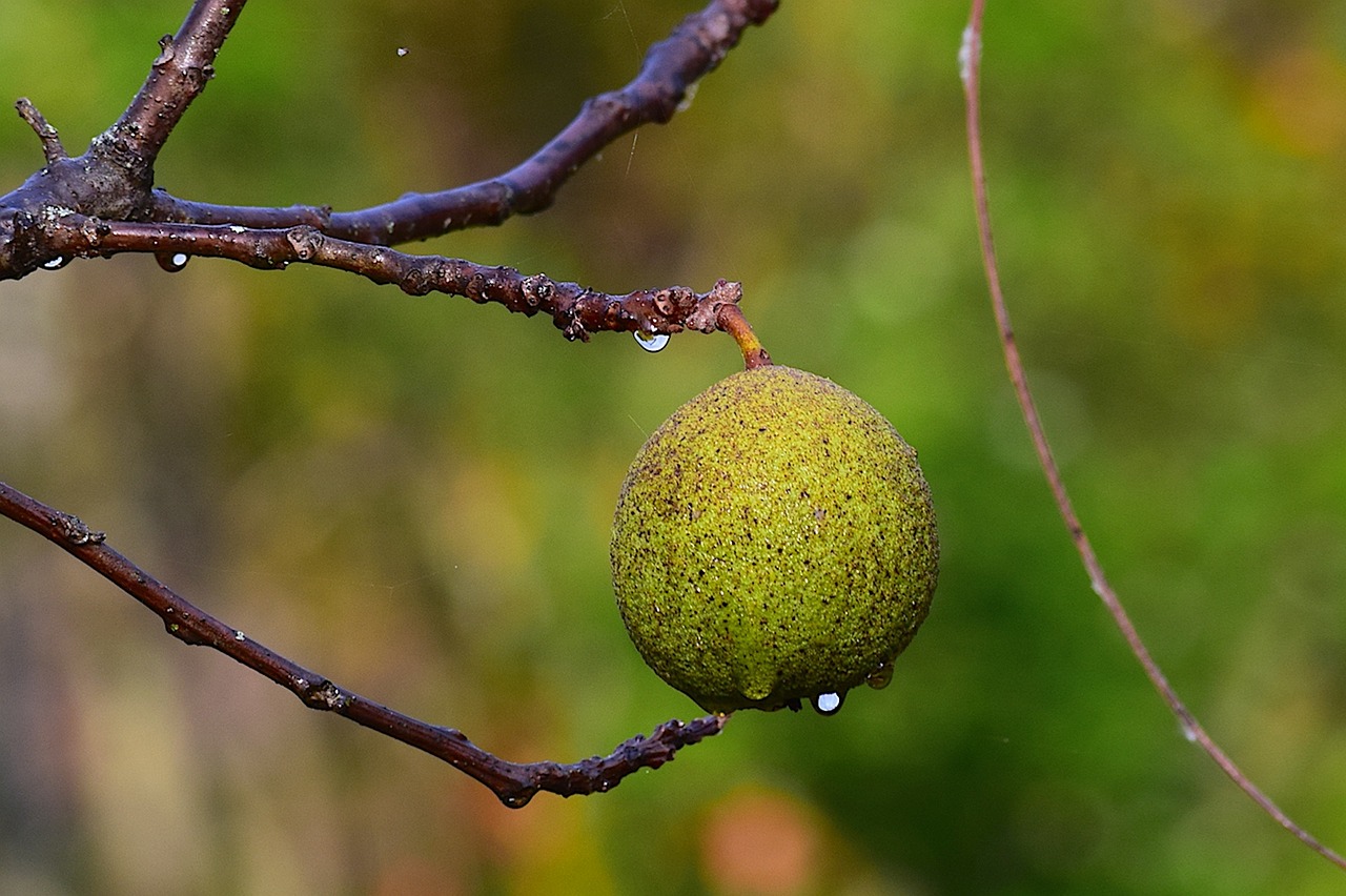 black walnut branch tree green walnut nature dew drop macro black walnut black walnut black walnut black walnut black walnut