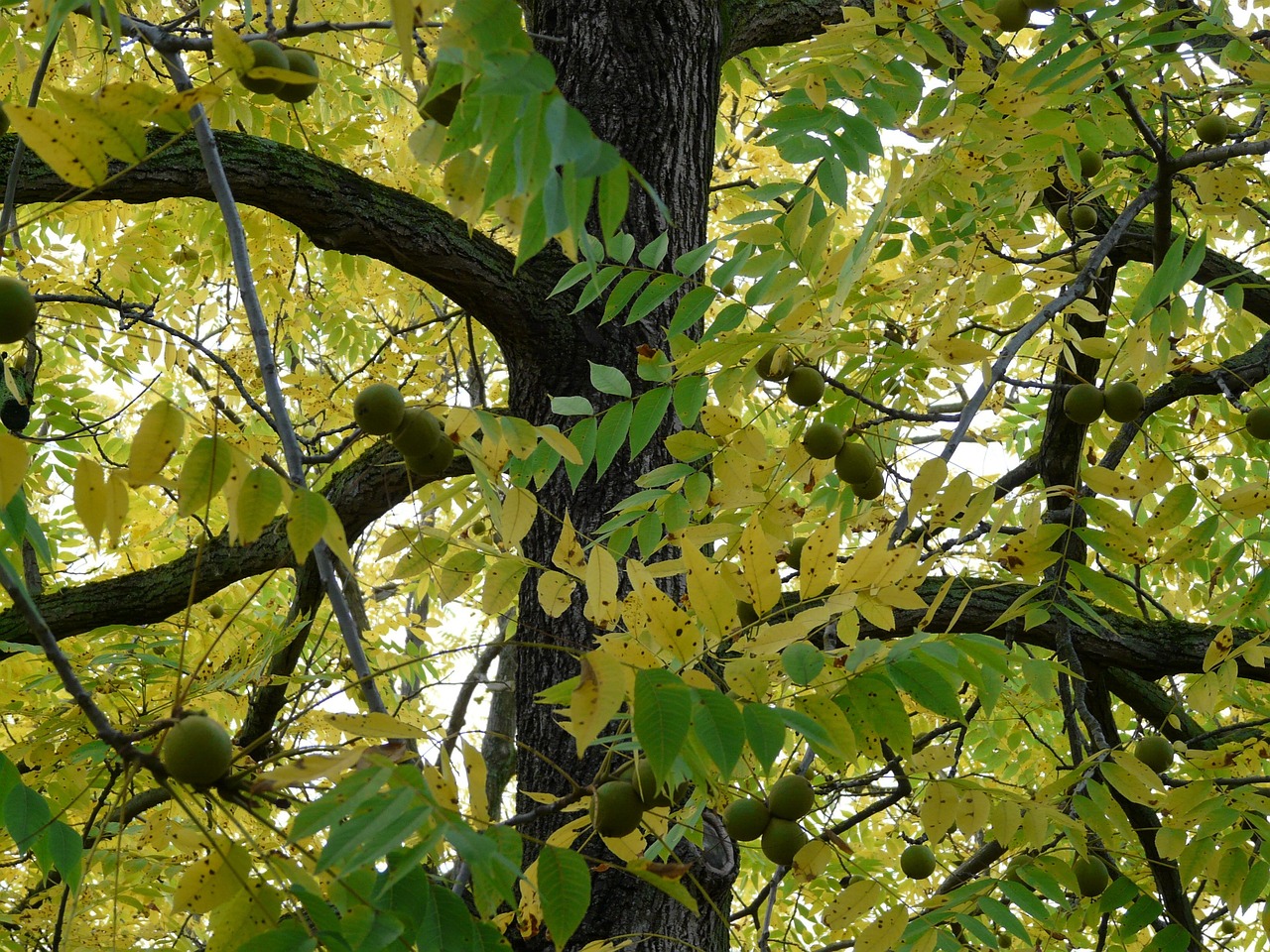 black walnut tree park tree juglans nigra walnut-like walnut family juglandaceae timber fruit nature edible ornamental tree