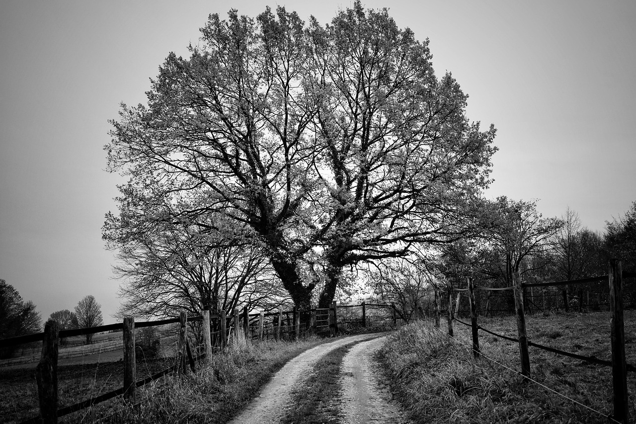tree deciduous tree landscape fall nature grasslands graze black and white black and white black and white black and white black and white black and white