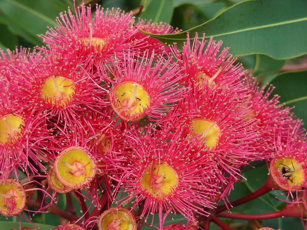 gum gum flowers red gum red gum flowers australia foliage flora australian bush gum nuts plants trees nature red flowers australian flowers australia australian bush australian bush australian bush australian bush australian bush gum nuts gum nuts australian flowers australian flowers
