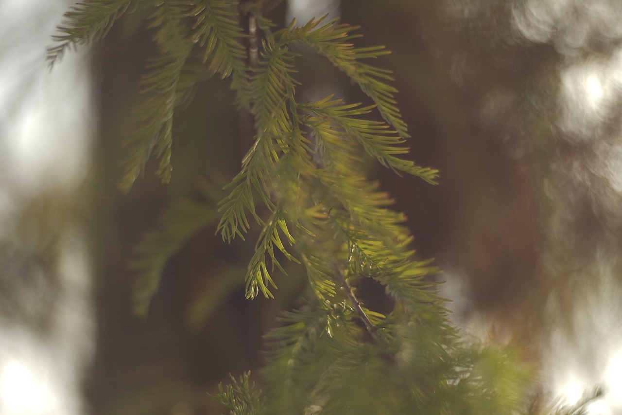 bald cypress cedar nature taxodium distichum trees leaves cedar taxodium distichum taxodium distichum taxodium distichum taxodium distichum taxodium distichum