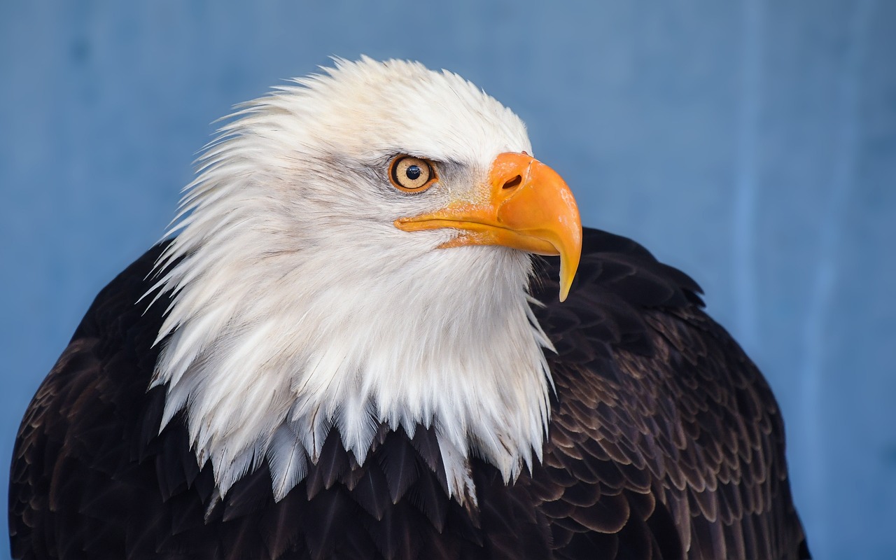 bald eagle nature eagle raptor bird animal blue