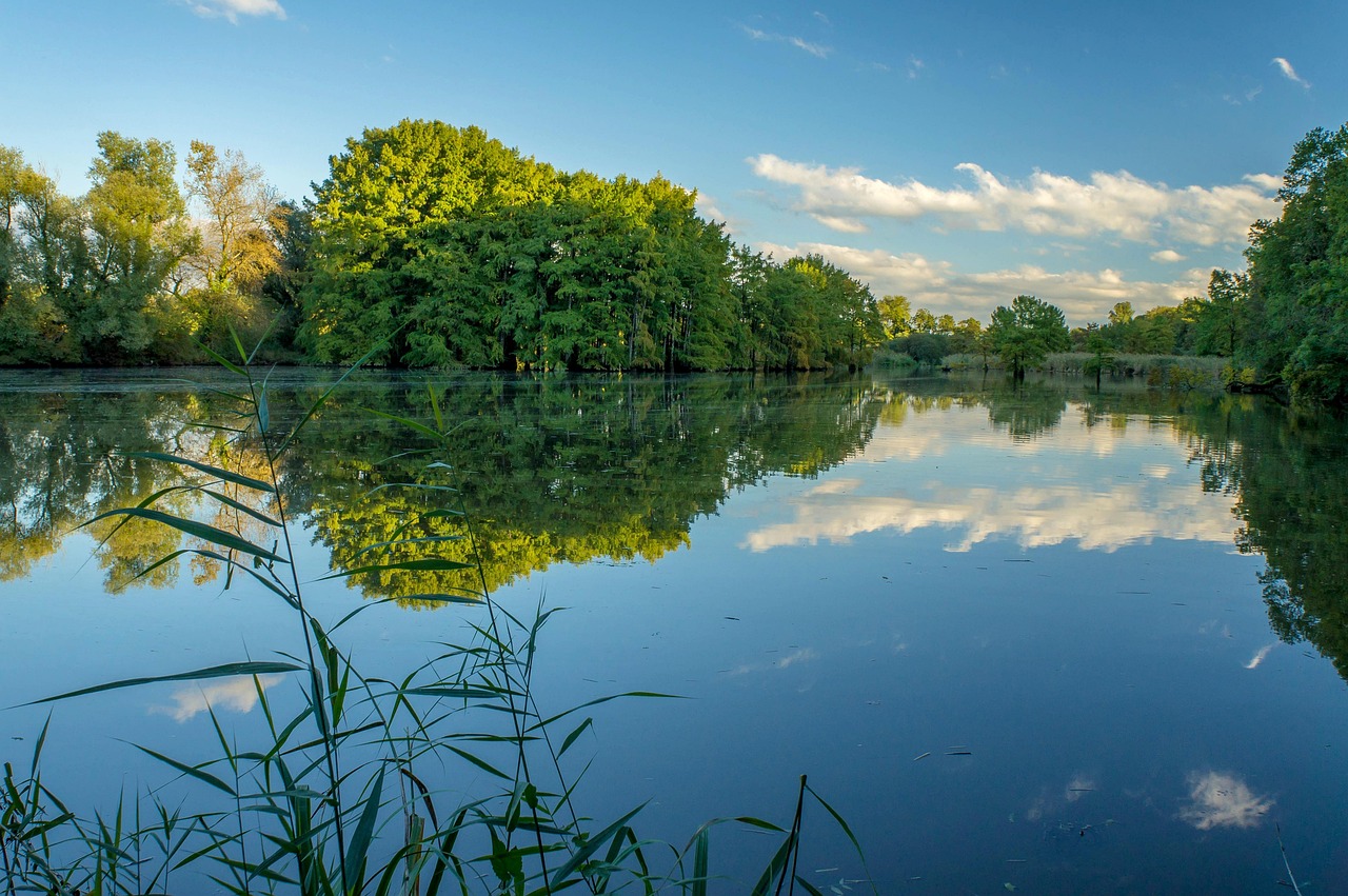 pond lake landscape nature trees cypress bald fall pond pond pond pond pond