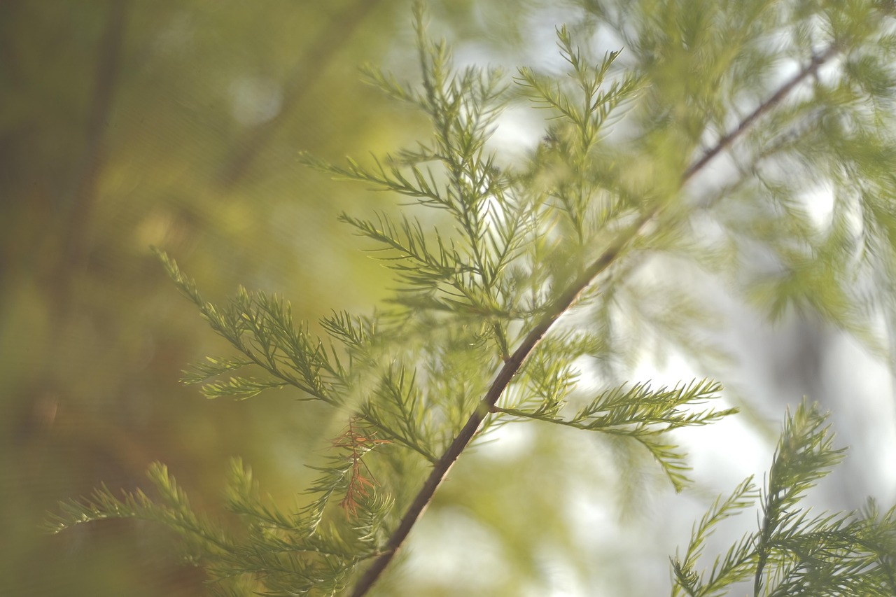 bald cypress cedar nature taxodium distichum trees leaves bald cypress bald cypress bald cypress bald cypress bald cypress cedar taxodium distichum taxodium distichum taxodium distichum taxodium distichum taxodium distichum