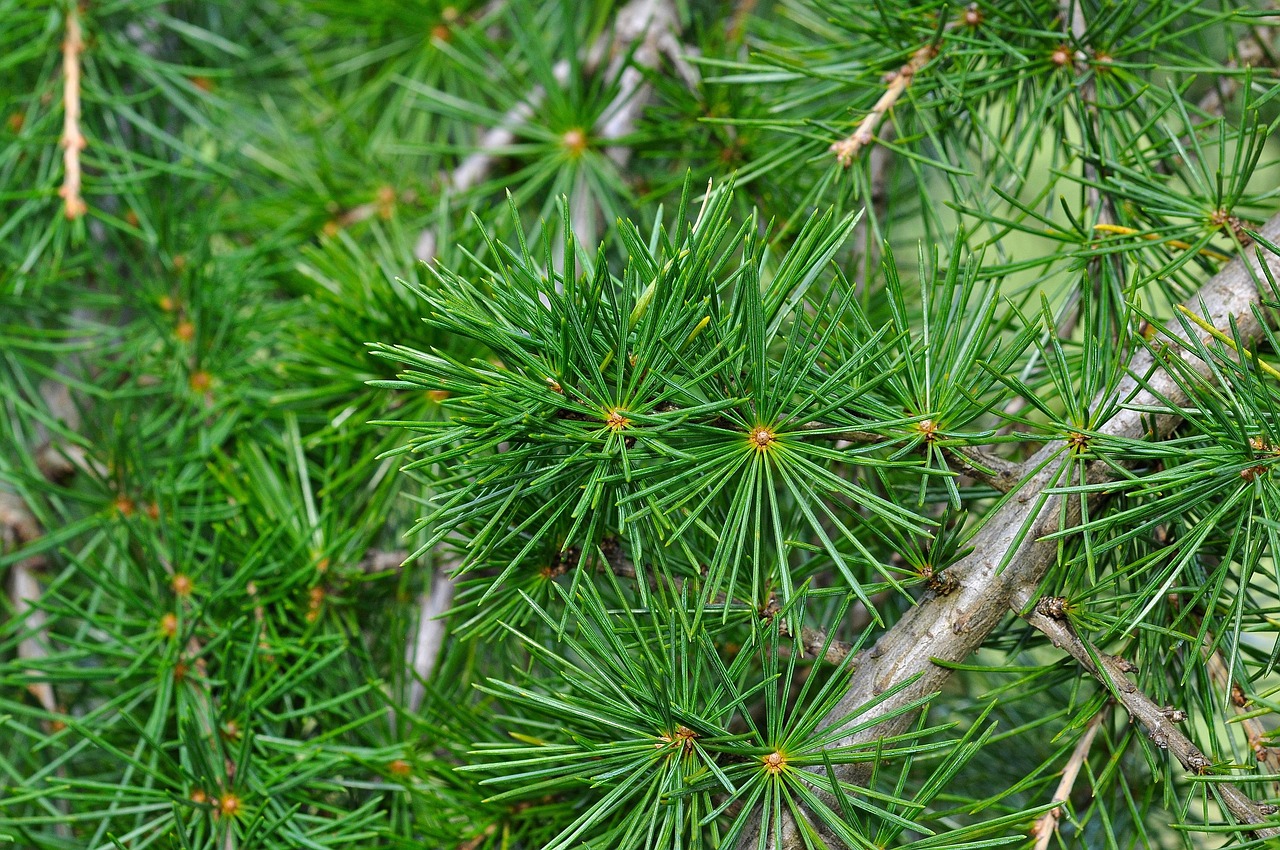 cedar cedar branch branch needle conifer tree nature macro cedar cedar cedar cedar cedar