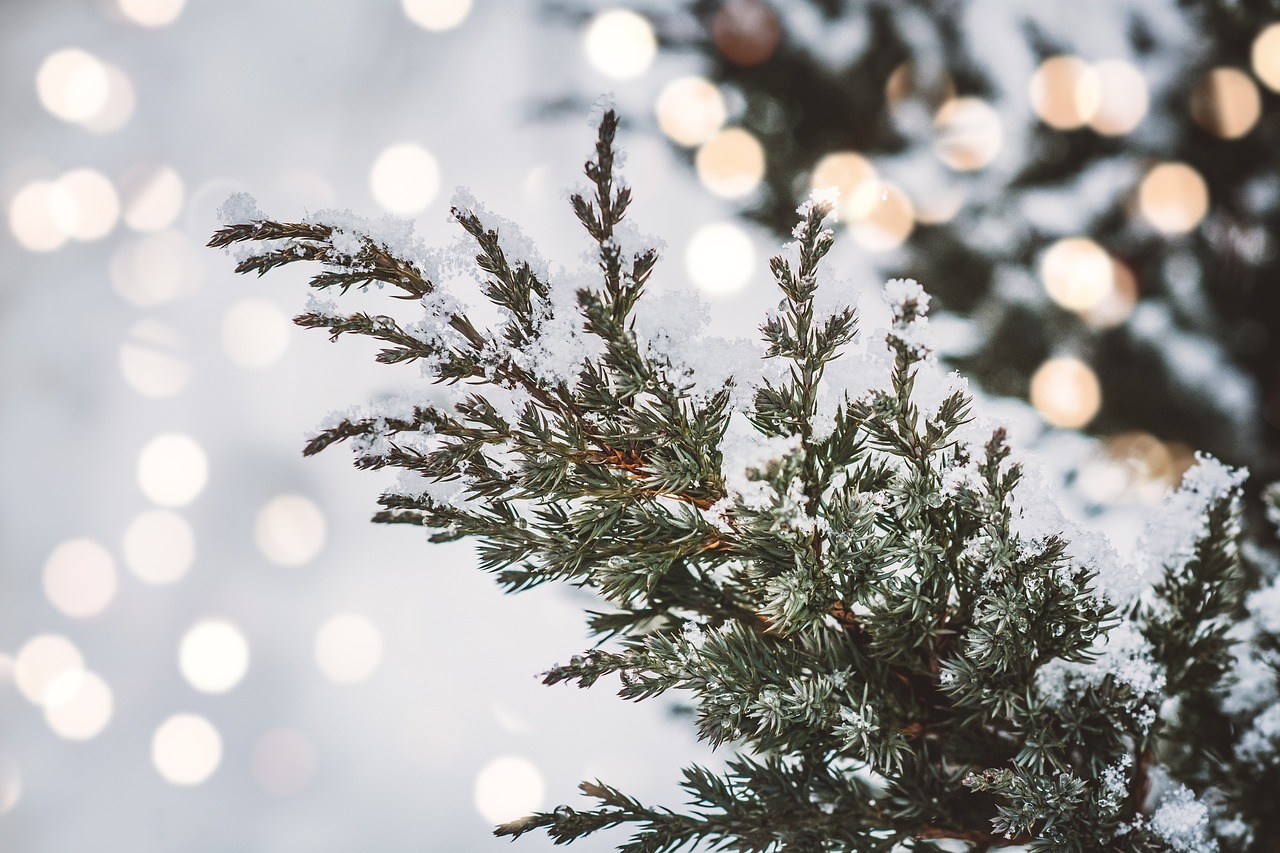 cedar branch winter evergreen tree nature cedar cedar cedar cedar winter winter winter winter winter