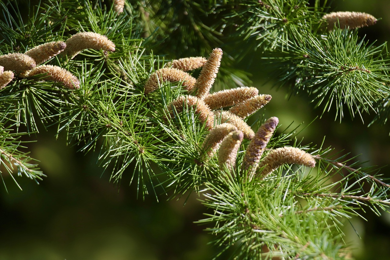 cedar cedar cone cedar needles tree cedrus pine family conifer nature branch green