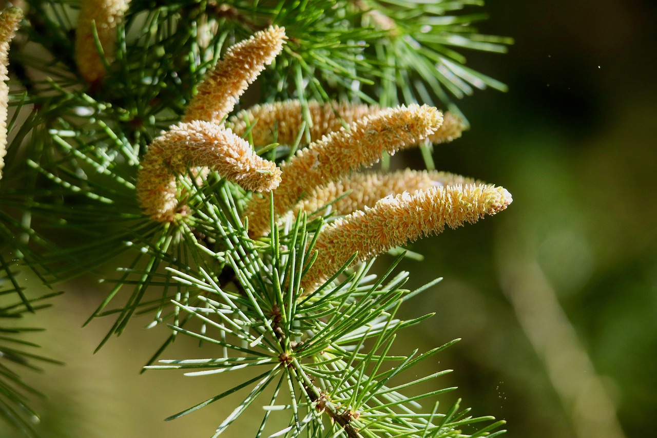 cedar cedar cone cedar needles tree cedrus pine family conifer nature branch green