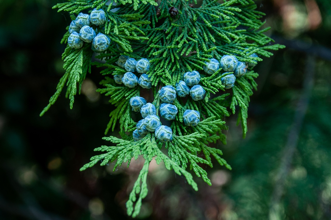 tree nature fruit cypress arizona cypress conifer branch tree seeds