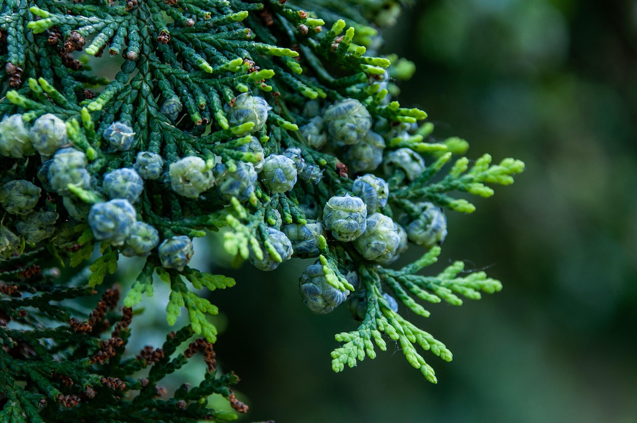 tree cypress branch arizona cypress plant tree seeds forest nature