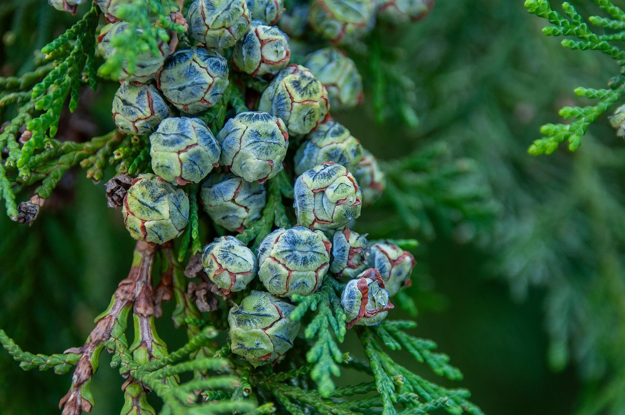 conifer fruit arizona cypress tree branch plant cypress nature