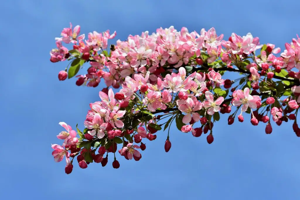 Crabapple Tree Growth Rate and Blooming Cycles