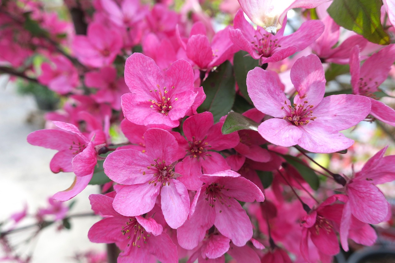 blossom pink crabapple nature tree pink tree