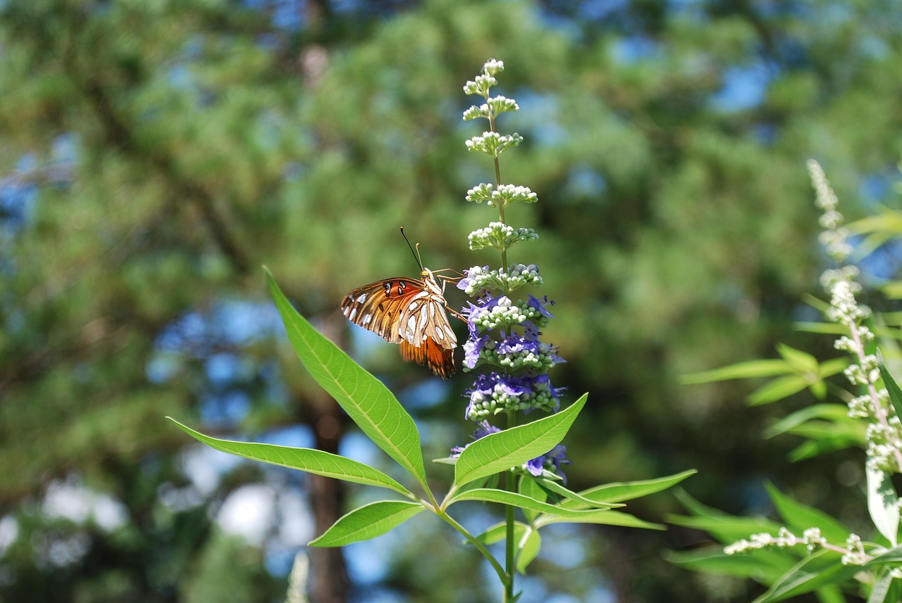 butterfly vitex flower background beautiful flowers chaste tree flower wallpaper nature leaves flower texas purple