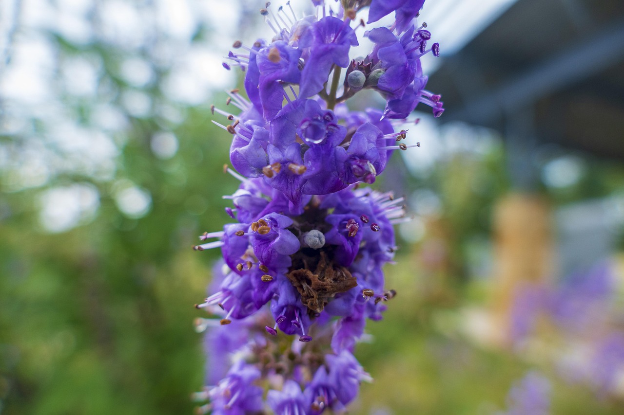 vitex chaste tree flowers purple flora flower wallpaper flower background nature beautiful flowers spring natural ecology environment beautiful blossom bloom pollen nectar texas
