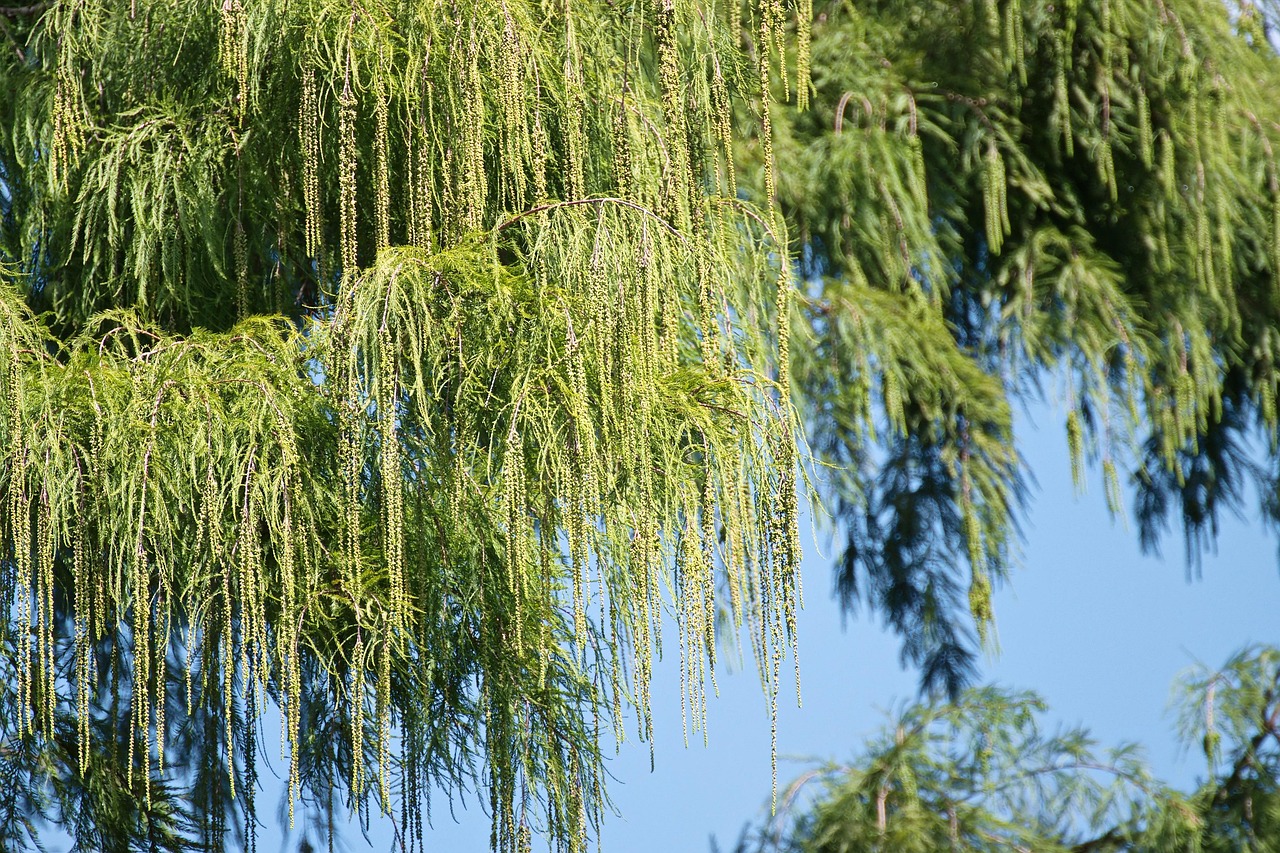branch leaves tree green flora fringe almost heaven blue the nature nature park