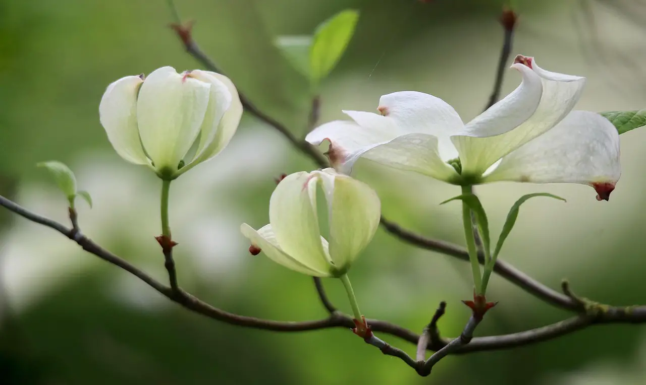 dogwood cornus florida flower dogwood white flowers blossom bloom petals shrub nature blossom dogwood dogwood dogwood dogwood dogwood white flowers white flowers white flowers blossom blossom blossom blossom blossom bloom bloom bloom nature