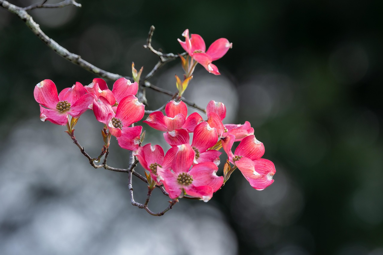 flowers mac wallpaper hd wallpaper petals full hd wallpaper desktop backgrounds flower background branch windows wallpaper flora botany free background dogwood beautiful wallpaper beautiful flowers 4k wallpaper wallpaper 4k free wallpaper cool backgrounds nature wallpaper hd pink laptop wallpaper 4k wallpaper 1920x1080 flower wallpaper wallpaper