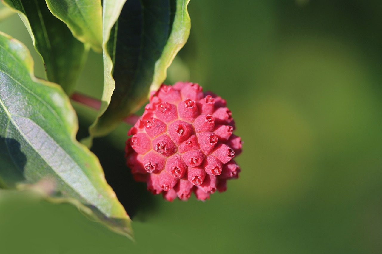 dogwood japanese dogwood cornus kousa kousa dogwood tree fruit edible horn shrub shrub japanese flower dogwood nature cornel cherry