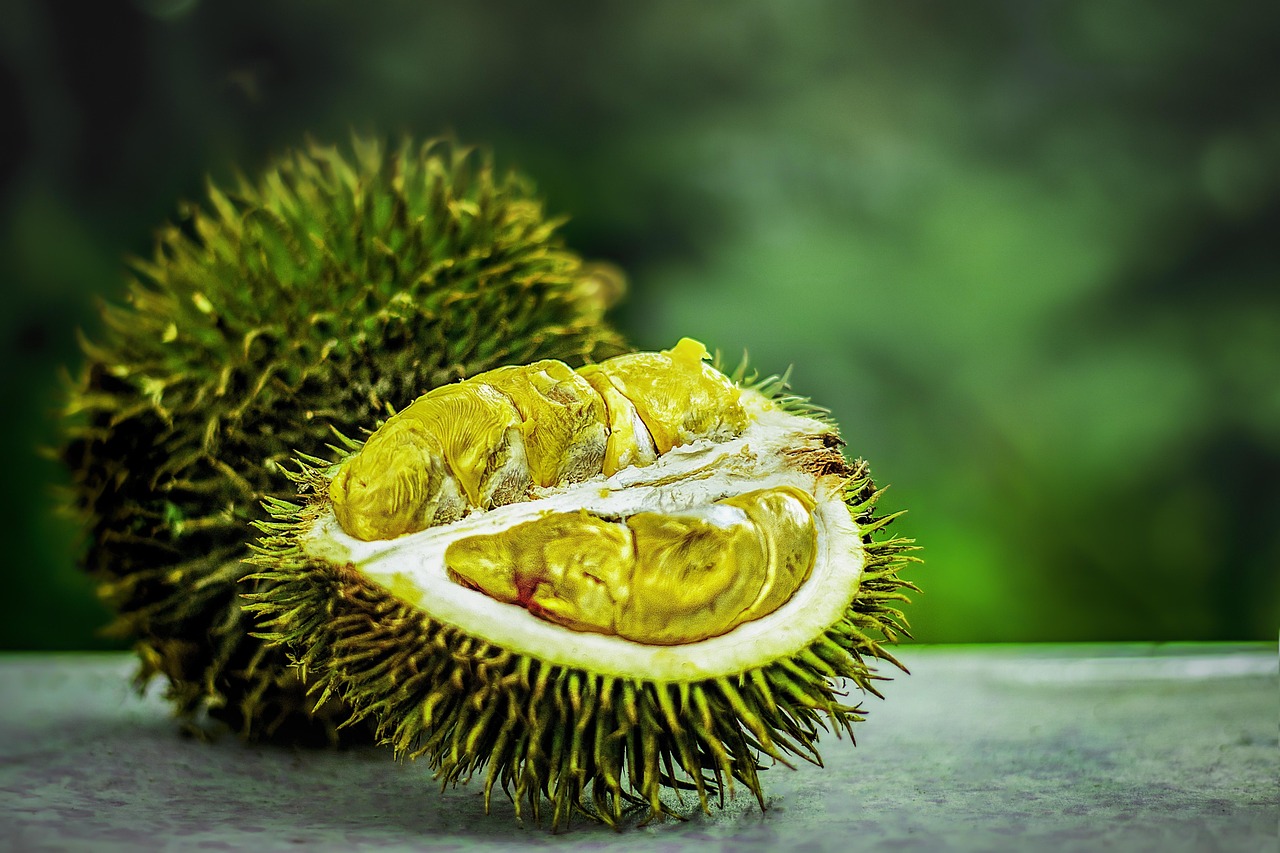 tropical fruit durian tropical exotic malaysia agriculture fruit plant farm king of fruit smelly nature durian fruit thorny fruit mountain durian wild durian organic green mountain green farm green fruits green king