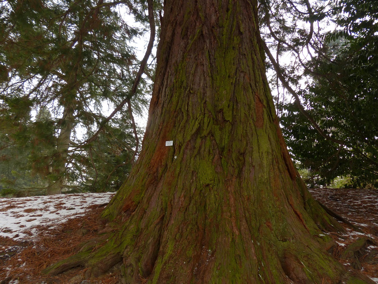 mountain redwood giant sequoia sequoiadendron giganteum nature tree redwoodtree sequoia sequoioideae cypress family tribe big diameter gigantic enormous wellingtonie