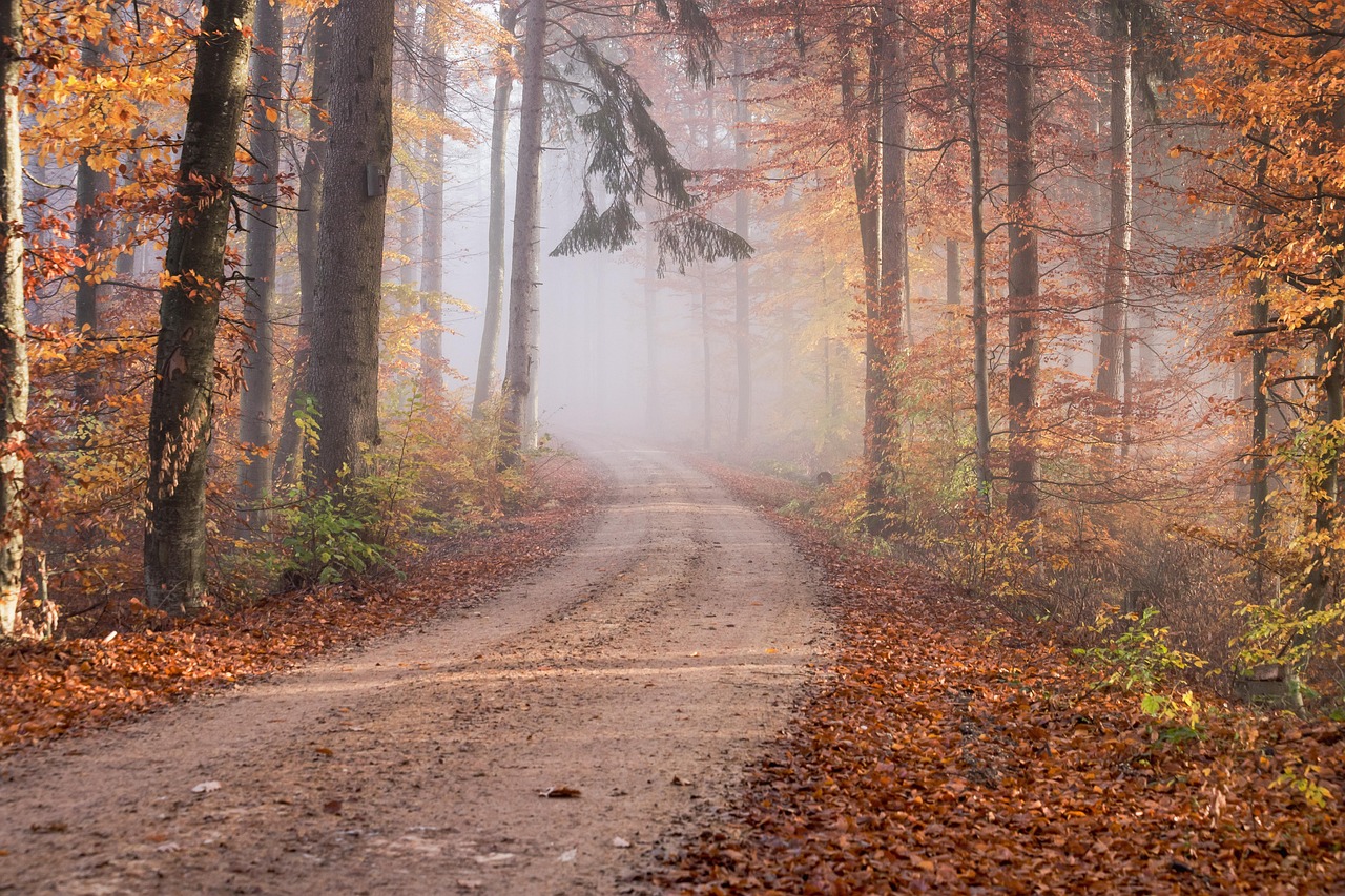 road forest autumn path trail trees leaves fallen leaves fog mist woods deciduous forest fall foliage fall landscape nature forest autumn autumn autumn fall fall fall fall fall nature