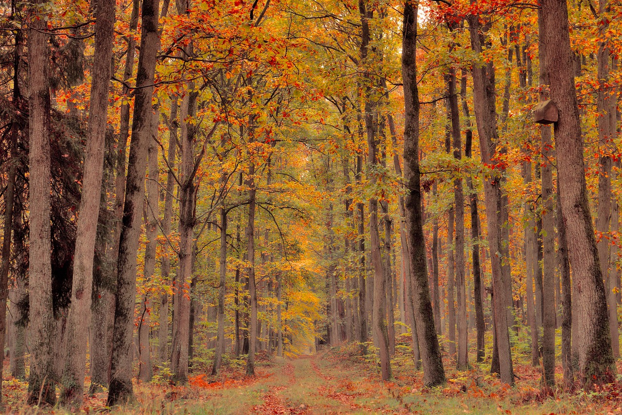 forest fall autumn forest trees path leaves multi coloured deciduous trees autumn leaves multicoloured leaf fall conifers mixed forest landscape nature