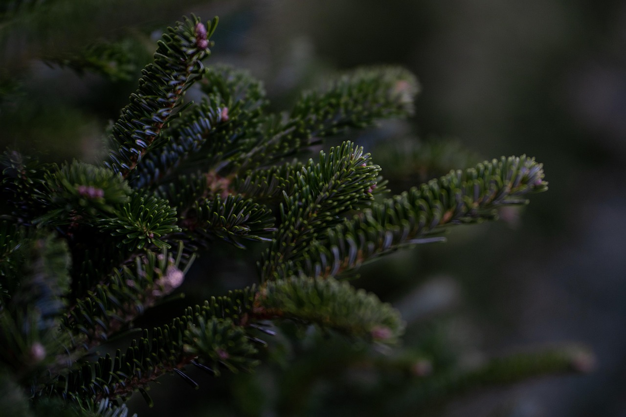 douglas fir tree christmas tree christmas decoration winter nature holiday december evergreen seasonal