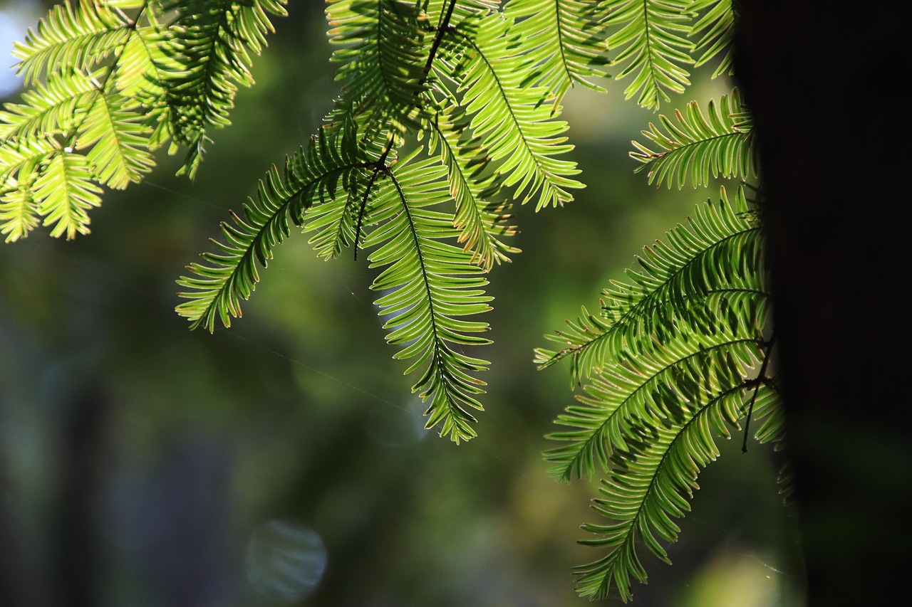 dawn redwood leaves foliage branches flora botany forest nature plant growth dawn redwood dawn redwood dawn redwood dawn redwood dawn redwood forest